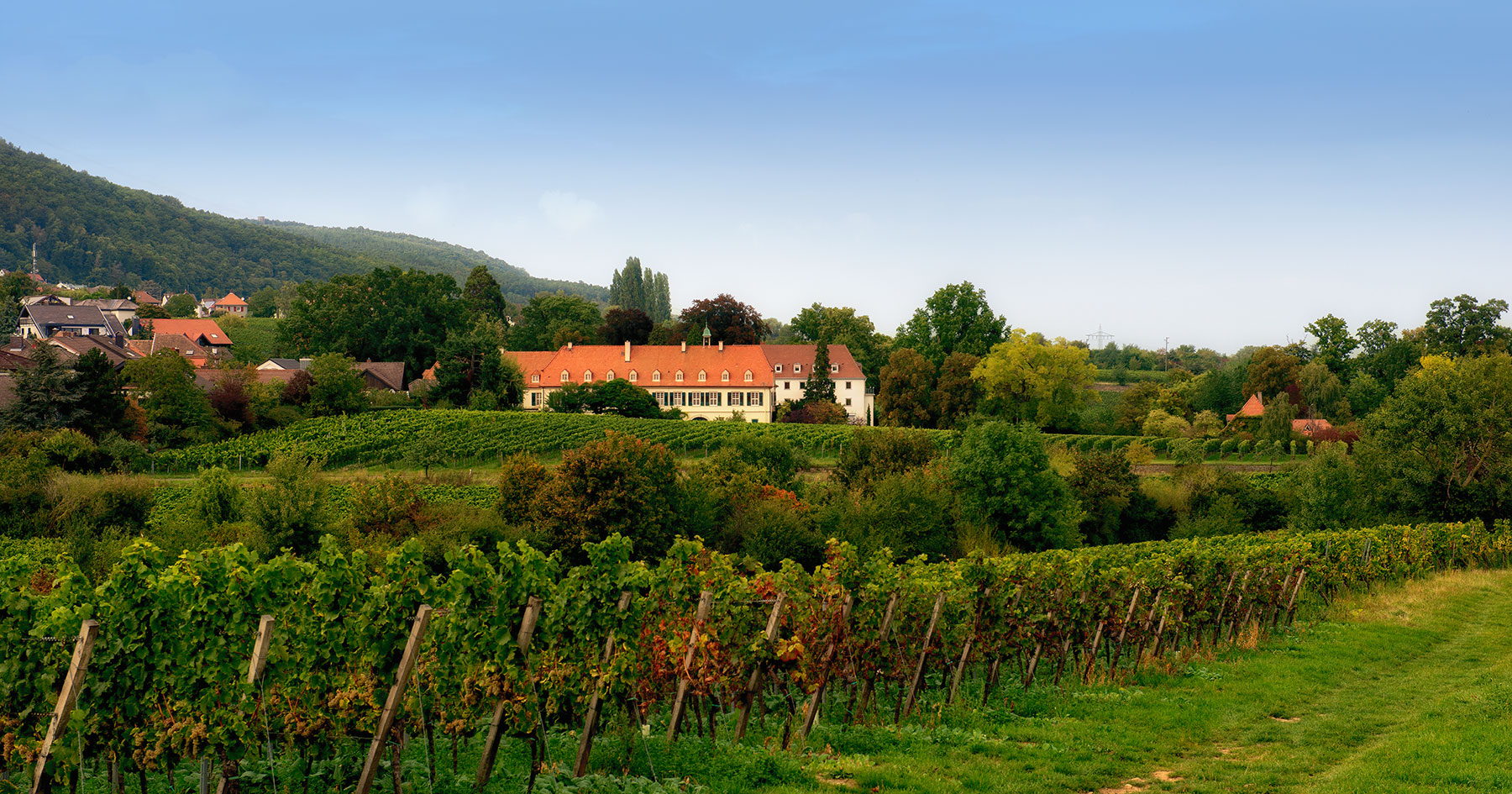 vineyard Gimmeldinger Biengarten